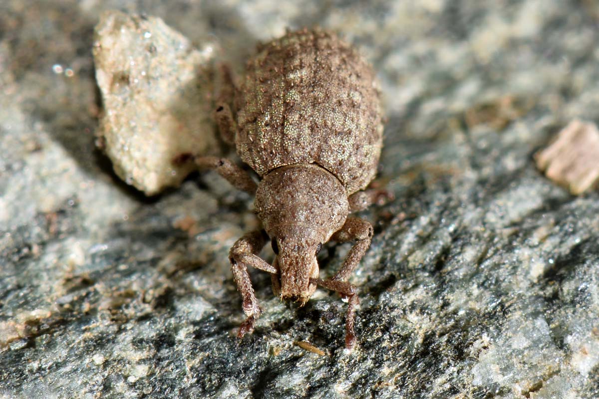 Curculionidae: Romualdius angustisetulus?   S !